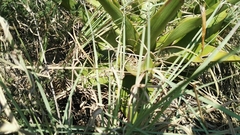 Ledebouria marginata
