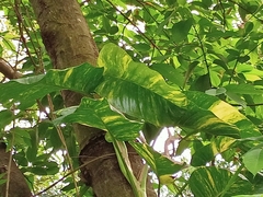 Epipremnum