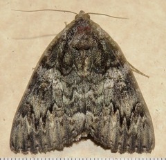 Catocala umbrosa