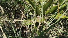 Ledebouria marginata