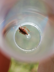 Errhomenus brachypterus