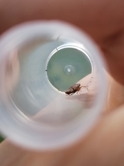 Errhomenus brachypterus