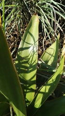 Ledebouria marginata