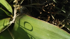 Ledebouria marginata