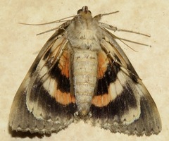 Catocala umbrosa