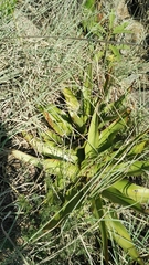 Ledebouria marginata