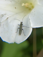 Oedemera virescens