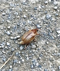 Rhizotrogus marginipes