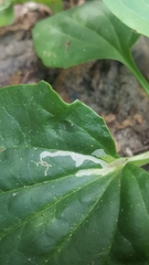 Phytomyza griffithsi