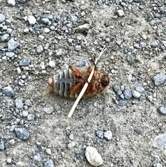 Rhizotrogus marginipes