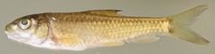 Labeobarbus marequensis
