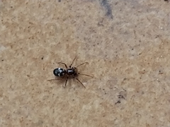 Phrurolithus festivus