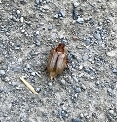 Rhizotrogus marginipes