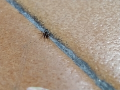 Phrurolithus festivus