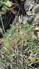 Pelargonium dolomiticum