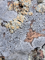 Rhizoplaca subdiscrepans