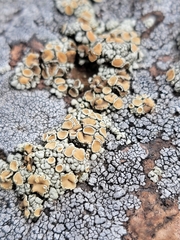 Rhizoplaca subdiscrepans