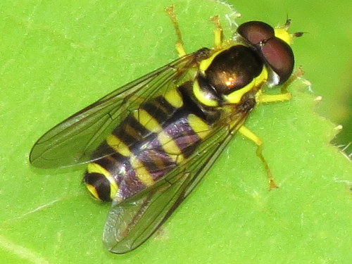 Photograph of American Harlequin
