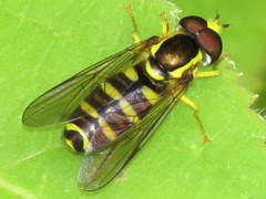 Xanthogramma flavipes