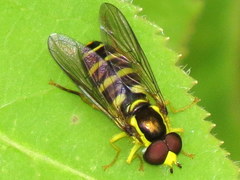 Xanthogramma flavipes