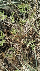 Pelargonium dolomiticum