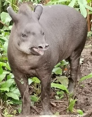 Tapirus