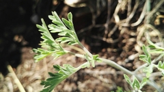 Pelargonium dolomiticum