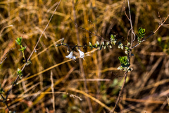 Syncolostemon parviflorus