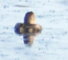 Podilymbus podiceps