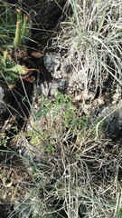 Pelargonium dolomiticum