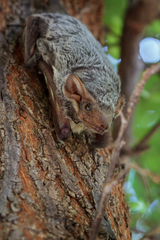 Taphozous mauritianus