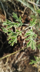 Pelargonium dolomiticum
