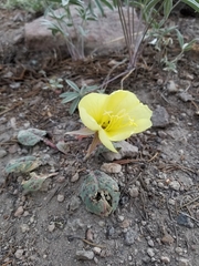 Oenothera xylocarpa