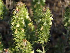 Sideritis spinulosa