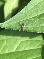 Condylostylus flavipes