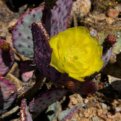 Opuntia santa-rita