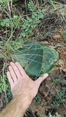 Eriospermum cooperi cooperi