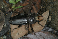 Mallodonopsis mexicanus