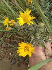 Heterotheca angustifolia