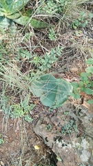 Eriospermum cooperi cooperi