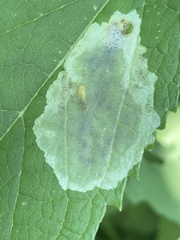 Calycomyza flavinotum