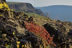 Eriogonum caespitosum