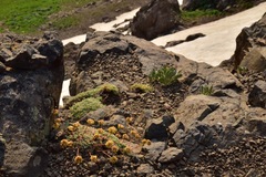 Eriogonum caespitosum