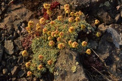 Eriogonum caespitosum