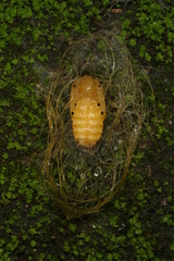 Leucotmemis nexa