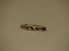 Erechthias zebrina