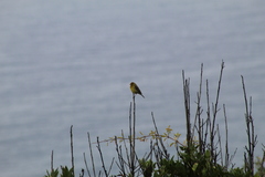 Serinus canaria canaria