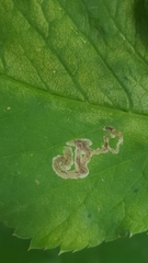 Phytomyza podagrariae