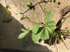 Potentilla reptans