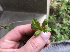Potentilla reptans